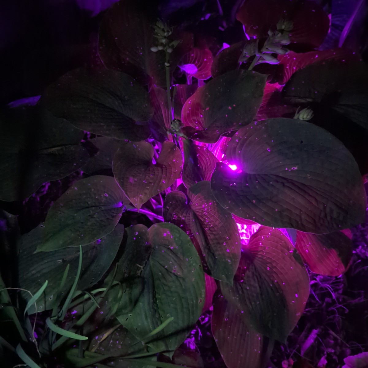 A hosta plant at night with pink neon light visible shining underneath the leaves.